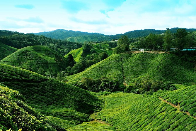 Full Day Cameron Highlands Nature Tour - Cameron Bharat Tea Estate: where tea gardens become a photo and calm break