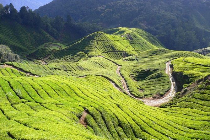 Full Day Cameron Highlands Nature Tour - Cameron Highlands by the road: what the ride is really like
