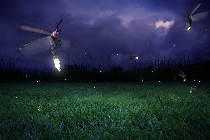 Glowing Kuala Selangor Firefly Tour - What You’re Really Buying: a Kuala Selangor Firefly Night With Low Stress