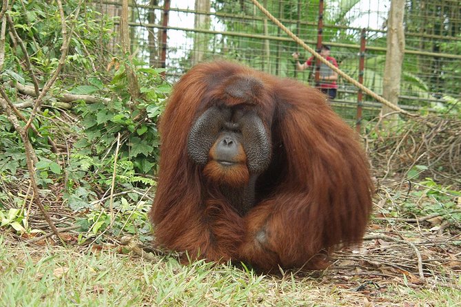 Ipoh Heritage & Orang Utan Island Day Tour from Kuala Lumpur - Price and logistics: what $123.56 buys you on a long KL-to-Ipoh day
