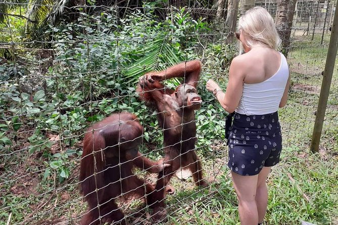 Ipoh Heritage & Orang Utan Island Day Tour from Kuala Lumpur - Who this tour fits best (and who should think twice)