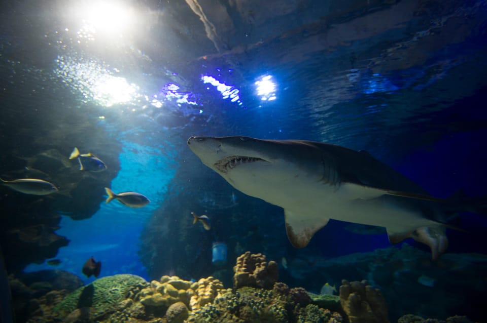 Kuala Lumpur: Aquaria KLCC Entry Ticket - Creature variety at Aquaria KLCC: more than just fish