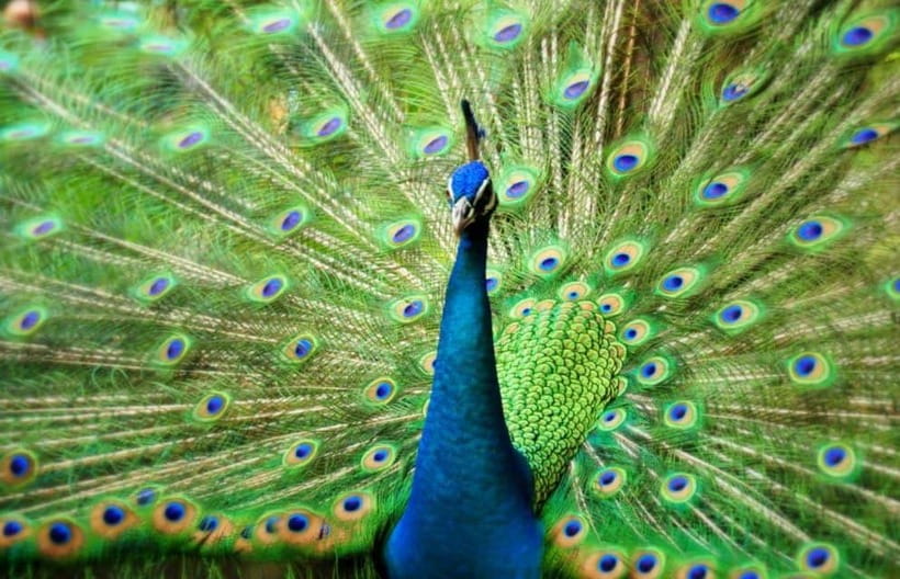 Kuala Lumpur: Bird Park, Butterfly & Garden Private Tour - Butterfly Park: 6,000 Species, Plus a Look Behind the Scenes