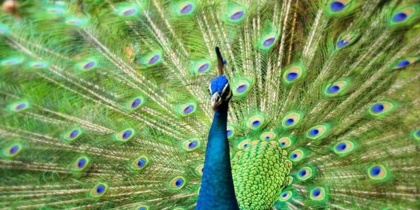 Kuala Lumpur: Bird Park, Butterfly & Garden Private Tour - Orchid & Hibiscus Gardens: 700+ Varieties and Malaysia’s National Flower