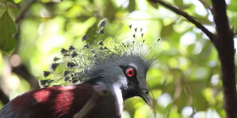 Kuala Lumpur: Bird Park, Butterfly & Garden Private Tour - Perdana Botanical Garden: The Quick Green-Break Before You Finish