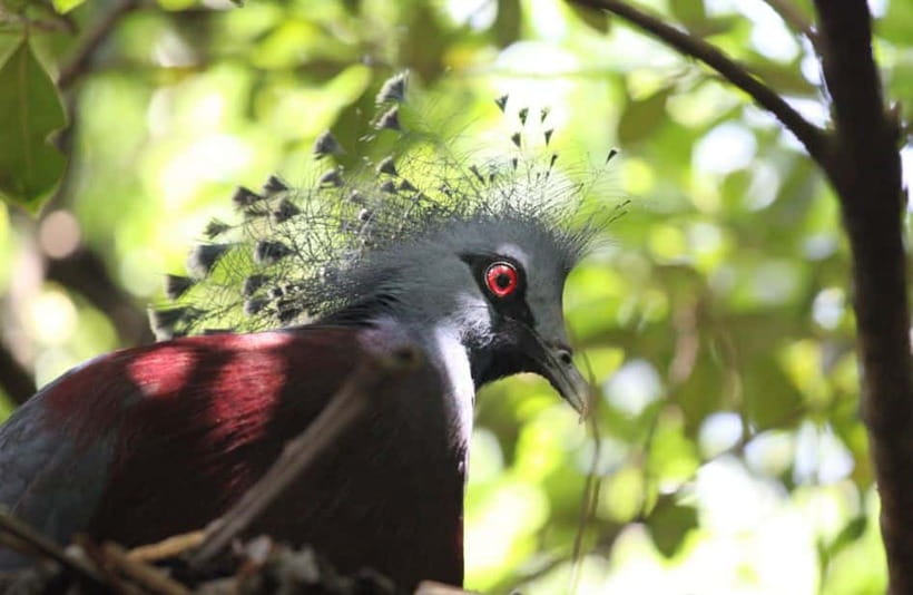 Kuala Lumpur: Bird Park, Butterfly & Garden Private Tour - Private Vehicle and the 4-Hour Reality: How to Get Value from $79