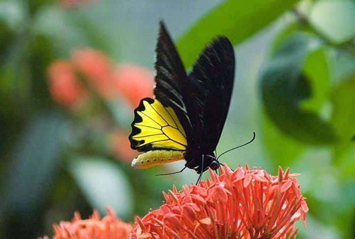Kuala Lumpur: Bird Park, Butterfly & Garden Private Tour - KL Bird Park: The Walk-In Free-Flight Aviary Experience