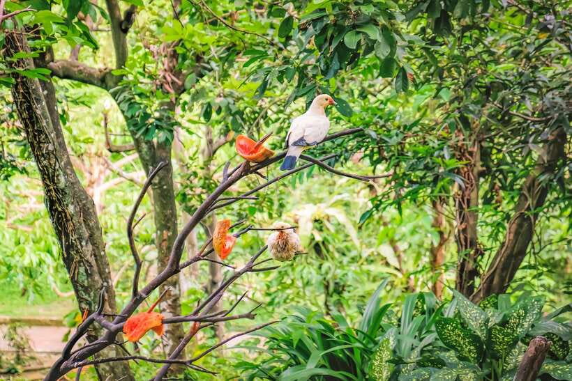 Kuala Lumpur: Bird Park Day Ticket & 1-Way Transfer - Key things to know before you go