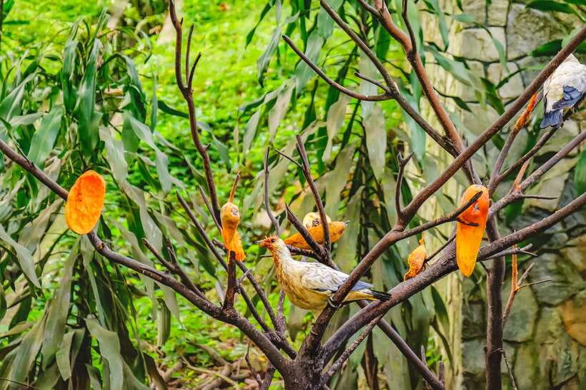 Kuala Lumpur: Bird Park Day Ticket & 1-Way Transfer - Kuala Lumpur Bird Park: Why This Is More Than a Ticket to See Birds