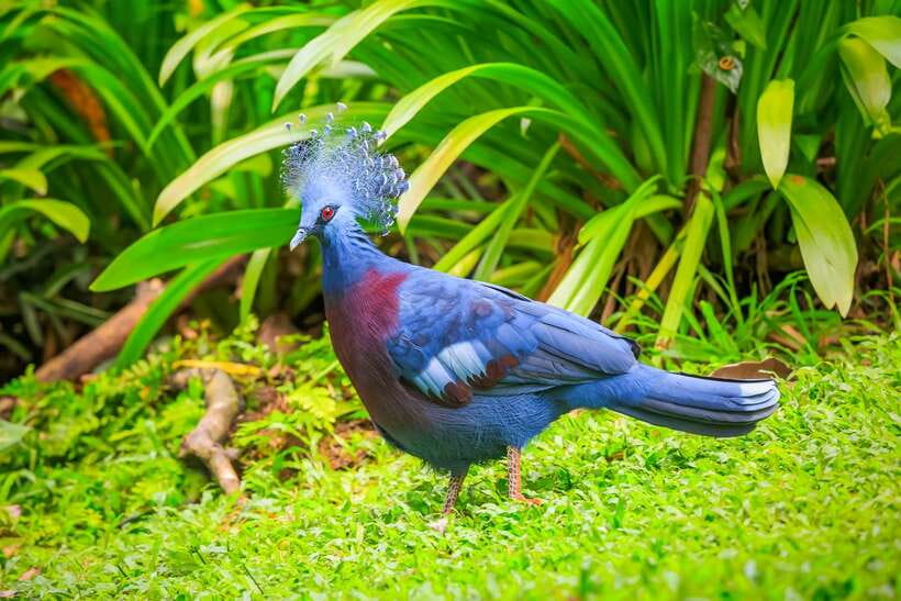 Kuala Lumpur: Bird Park Day Ticket & 1-Way Transfer - Zone 4 Mini Aviaries: Close-Up Time When Freedom Isn’t the Point