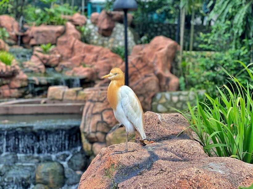 Kuala Lumpur: Bird Park Day Ticket & 1-Way Transfer - Bird Feedings and Shows: How to Time Your Walk in Tropical Heat