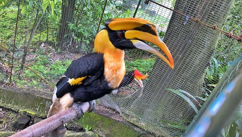 Kuala Lumpur: Bird Park Day Ticket & 1-Way Transfer - Hotel Pickup in the Golden Triangle: The Part That Makes It Easy
