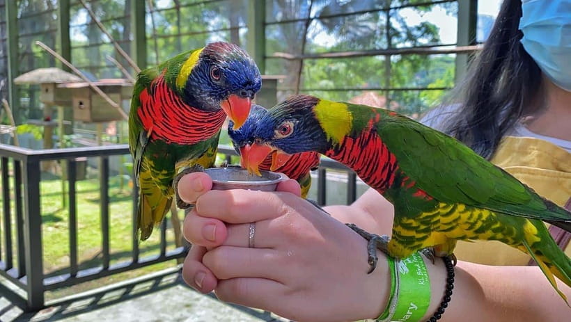 Kuala Lumpur: Bird Park Day Ticket & 1-Way Transfer - Price and Value: Is $30 Worth It?