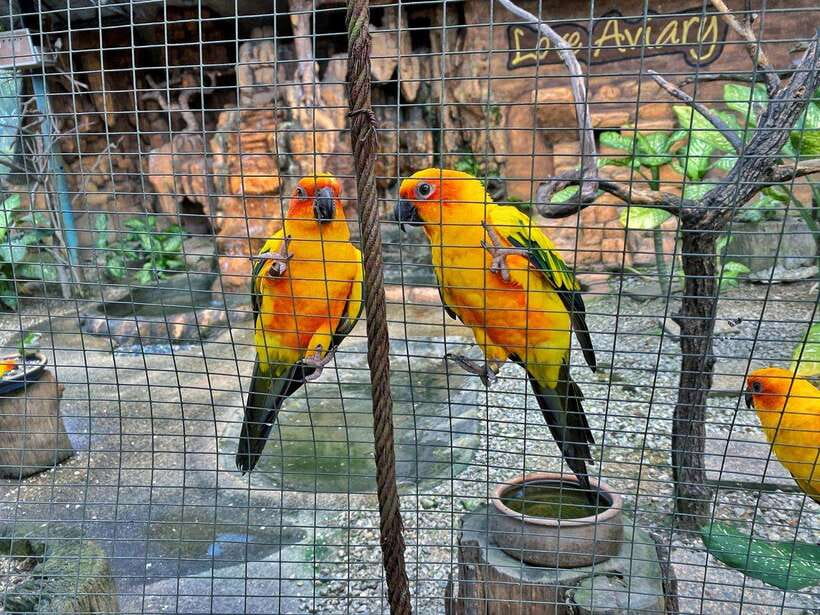 Kuala Lumpur: Bird Park Day Ticket & 1-Way Transfer - What to Bring (and What to Skip) for a Smooth Bird Park Day