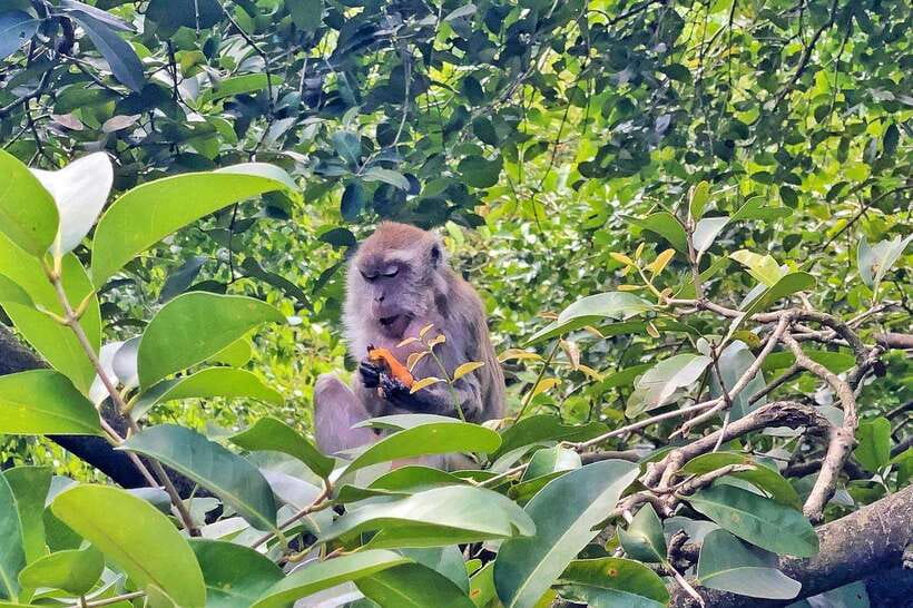 Kuala Lumpur: Bird Park Day Ticket & 1-Way Transfer - Who This Works Best For
