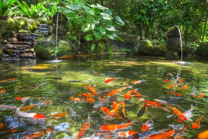 Kuala Lumpur: Bird Park Day Ticket & 1-Way Transfer - Zones 1–3 and Hornbill Park: The Free-Flight Part You’ll Remember
