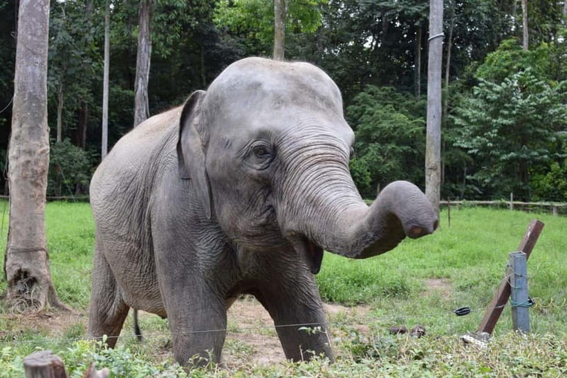 Kuala Lumpur Day Tour: Batu Caves & Elephant Sanctuary - Key Highlights You’ll Care About