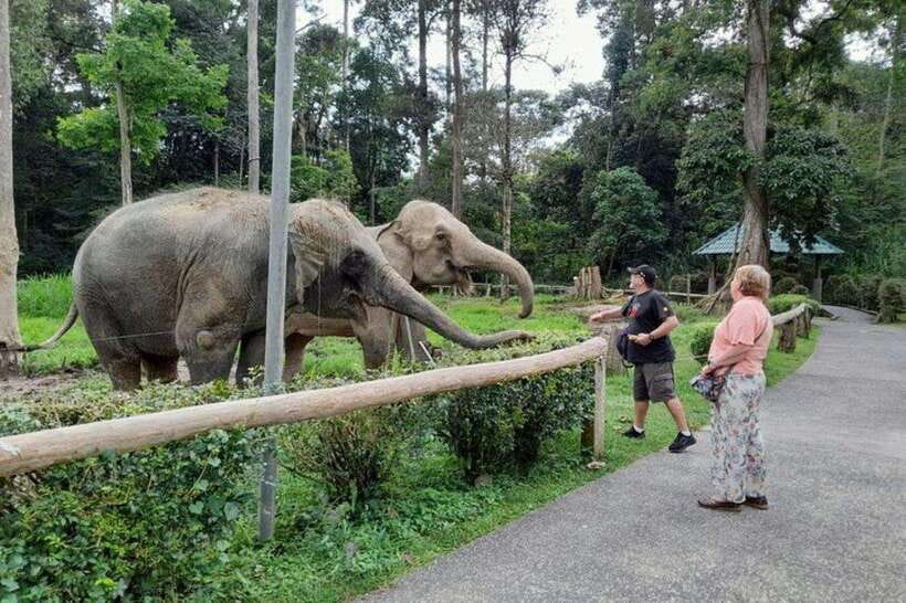 Kuala Lumpur: Kuala Gandah and Batu Caves Private Trip - Feeding time: sugar cane, bananas, and rules of respectful closeness