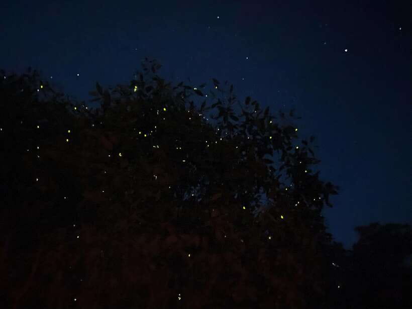 Kuala Lumpur: Kuala Selangor Fireflies and Blue Tears Tour - Key highlights you’ll actually care about