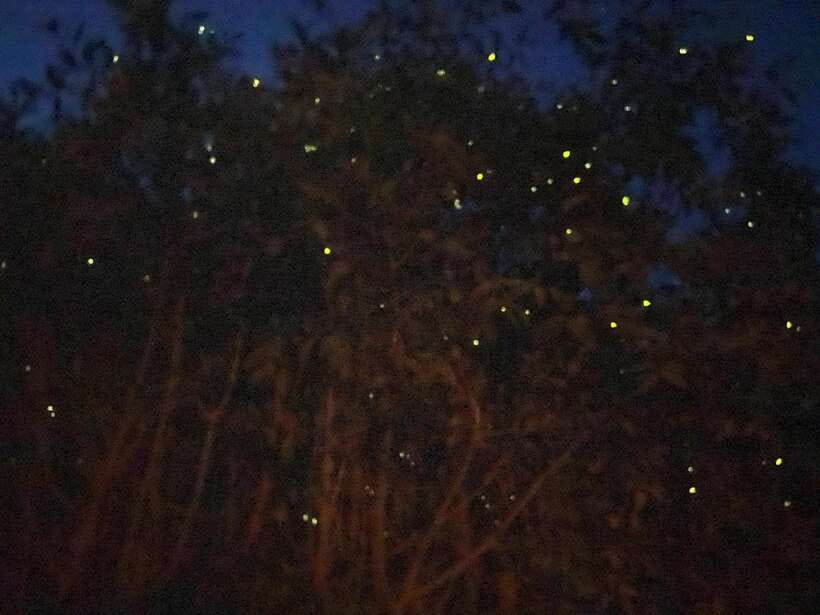 Kuala Lumpur: Kuala Selangor Fireflies and Blue Tears Tour - Leaving Kuala Lumpur for Kuala Selangor after dark