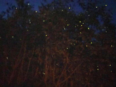 Kuala Lumpur: Kuala Selangor Fireflies and Blue Tears Tour - Kota Melawati: where history meets the river’s setting