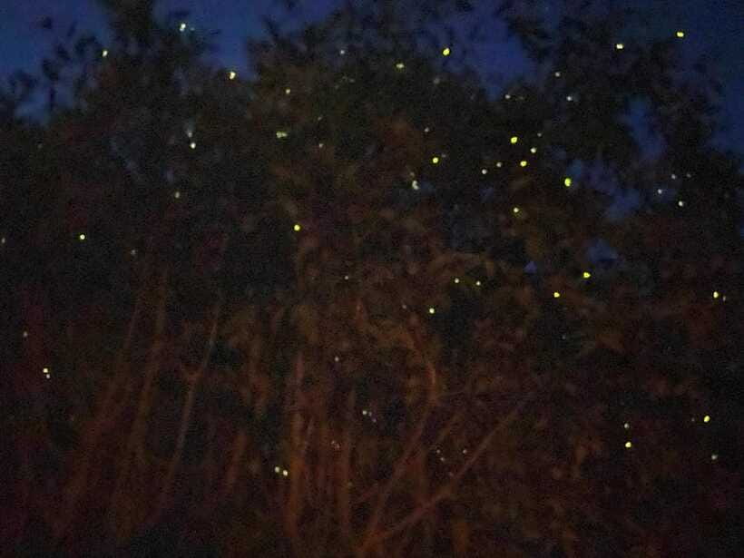 Kuala Lumpur: Kuala Selangor Fireflies and Blue Tears Tour - Firefly boat ride: how to get the strongest light show
