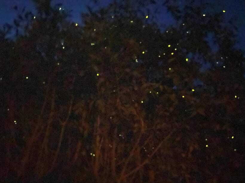 Kuala Lumpur: Kuala Selangor Fireflies and Blue Tears Tour - Price and logistics: is $79 a good deal?