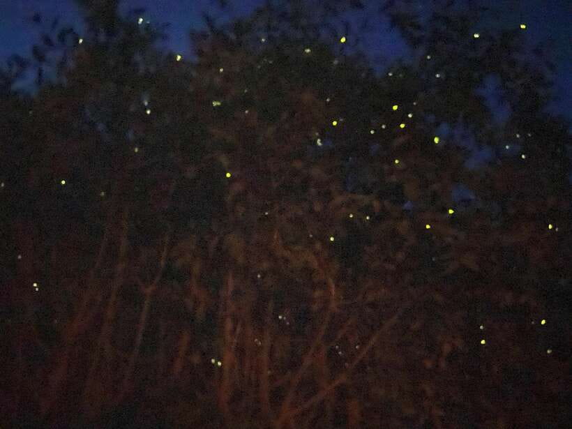Kuala Lumpur: Kuala Selangor Fireflies and Blue Tears Tour - Kota Melawati: where history meets the river’s setting