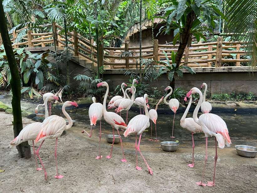 Kuala Lumpur: Sunway Lagoon Ticket & 1-Way Transfer - Key takeaways before you go