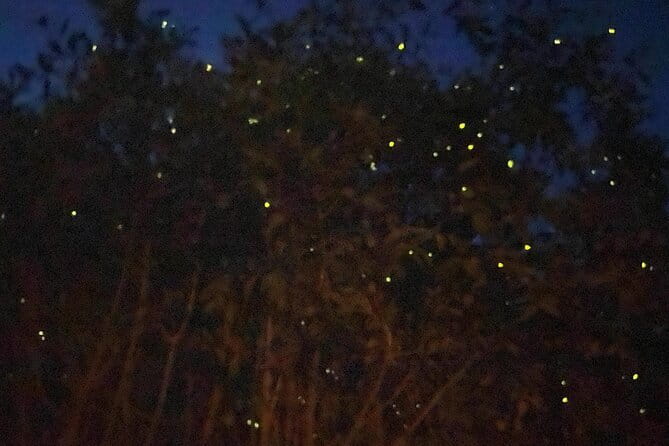 Kuala Selangor Fireflies and Blue Tears Tour with Dinner (SIC) - Key things I’d circle before you book