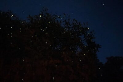 Kuala Selangor Fireflies and Blue Tears Tour with Dinner (SIC) - Price and value: what $62 includes (and what it doesn’t)