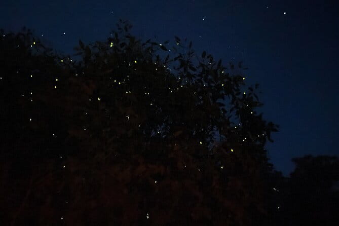 Kuala Selangor Fireflies and Blue Tears Tour with Dinner (SIC) - Price and value: what $62 includes (and what it doesn’t)