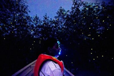 Kuala Selangor Fireflies Evening River Cruise from Kuala Lumpur - Price and logistics from Kuala Lumpur: where your $60 goes