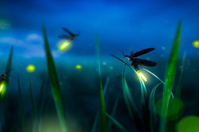 Kuala Selangor Firefly Blinkings Private Tour with Seafood Dinner - Why Kuala Selangor Fireflies Happen Here