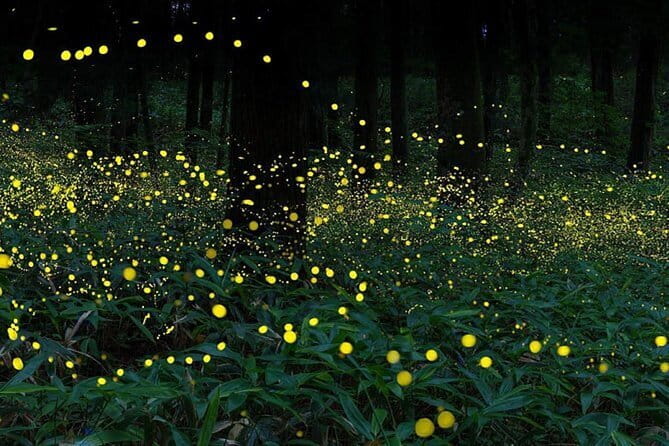 Kuala Selangor Firefly Blinkings Private Tour with Seafood Dinner - Boat Ride Details: How to Get the Best Viewing