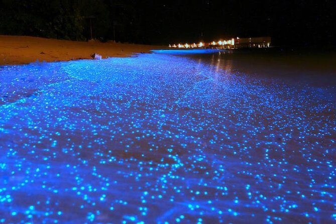 Mystical Nights: Fireflies & Blue Tears Adventure - Key Highlights You Should Know