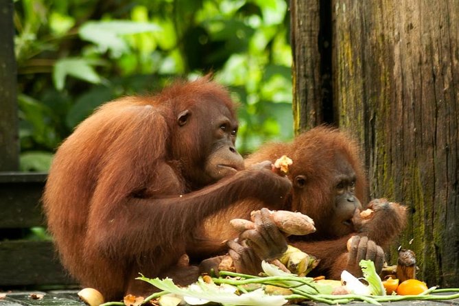 Orang Utan Island and Perak Tong Cave From Kuala Lumpur - Key points worth knowing