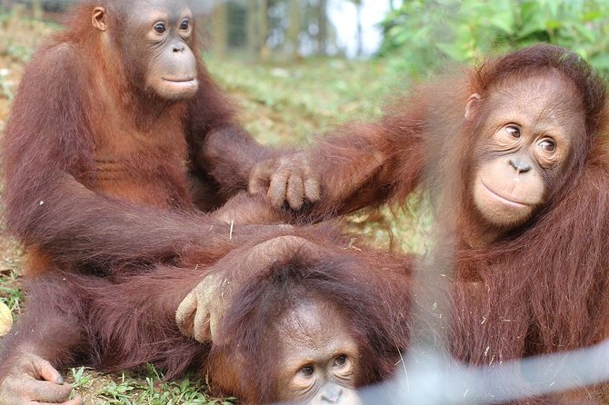 Orang Utan Island and Perak Tong Cave From Kuala Lumpur - Road Trip Out of Kuala Lumpur Starts Early (and Runs Long)