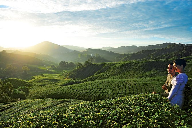 Private Nature Trip to Cameron Highlands from Kuala Lumpur - From a 7:00 am Hotel Pickup to Cooler Highlands Air
