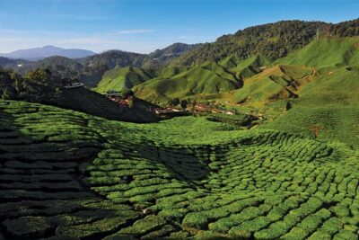Private Nature Trip to Cameron Highlands from Kuala Lumpur - The 7:00 a.m. start and the reality of the 6-hour drive