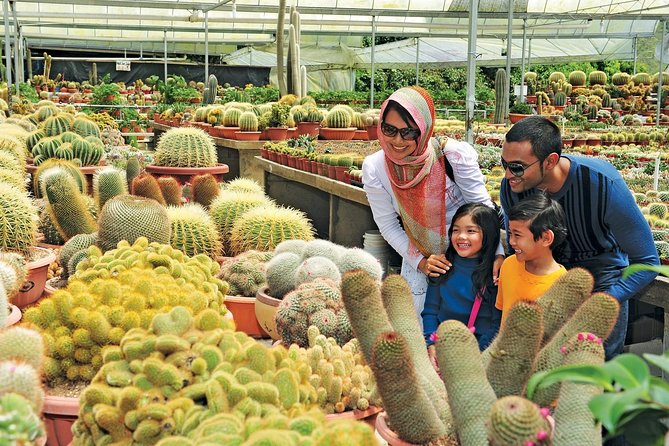 Private Nature Trip to Cameron Highlands from Kuala Lumpur - The Real Value: Lunch, Comfort, and How the Day Moves