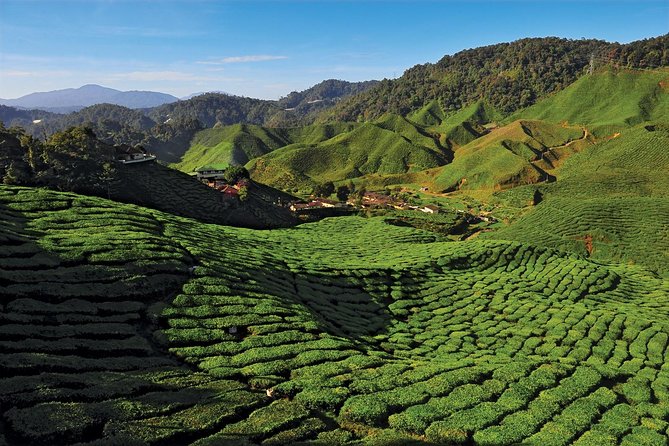 Private Nature Trip to Cameron Highlands from Kuala Lumpur - The 7:00 a.m. start and the reality of the 6-hour drive