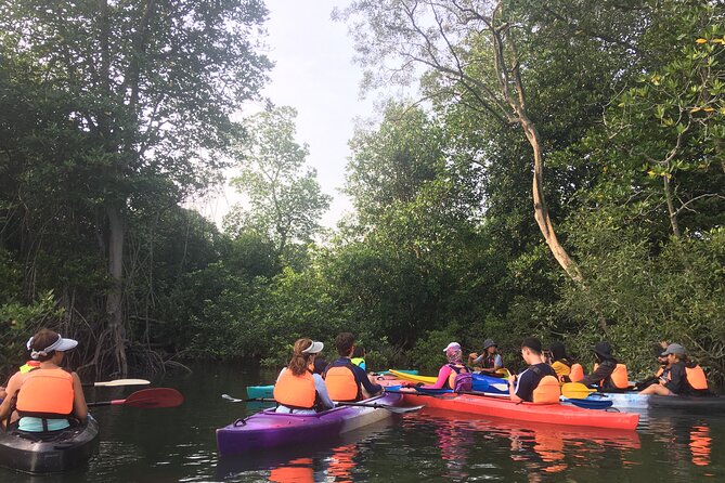 River Exploration and Mangrove Nature Tour by kayaking - Morning 8–12 vs sunset 4–7: pick your paddling mood