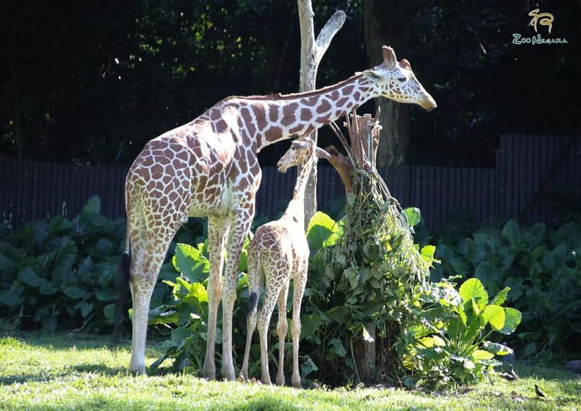 Selangor: Zoo Negara E-Ticket - Animal viewing across naturalistic exhibits (and what to look for)