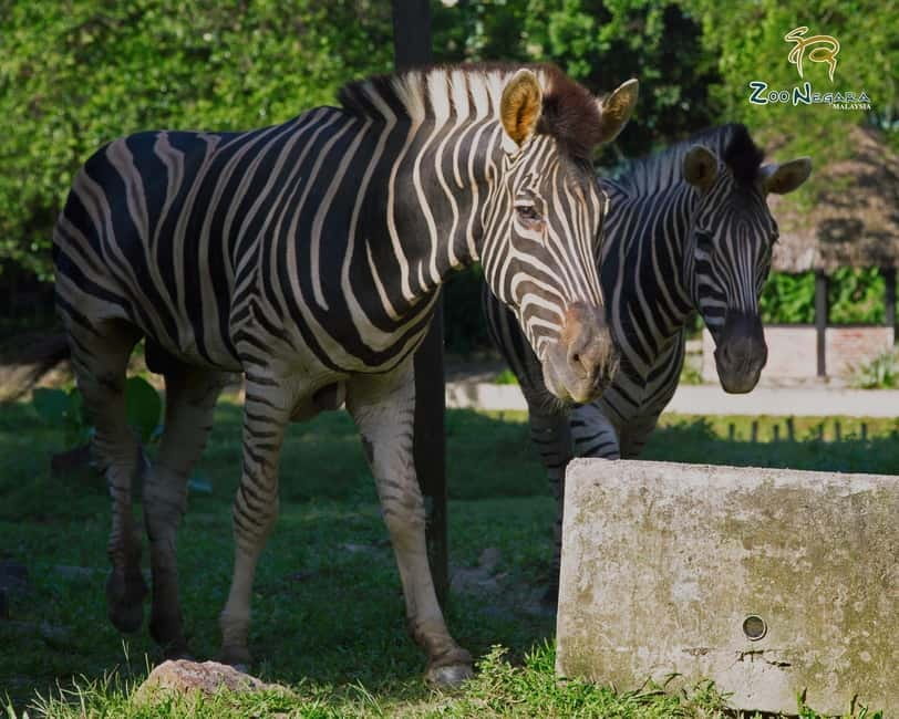 Selangor: Zoo Negara E-Ticket - Multi-animal shows: built-in entertainment with real scheduling power