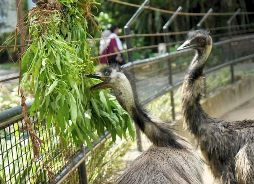 Selangor: Zoo Negara E-Ticket - Weekend feeding sessions in Children’s World and Javan Deer