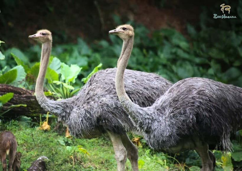 Selangor: Zoo Negara E-Ticket - Timing strategy: how to fit the zoo into one day
