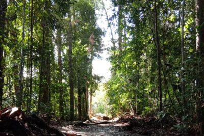 Taman Negara National Park Day Tour (SIC - Join In Tour) - Kuala Tahan arrival: permits, camera license, then straight into the rainforest