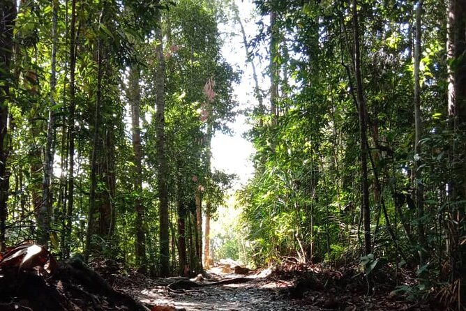 Taman Negara National Park Day Tour (SIC - Join In Tour) - Kuala Tahan arrival: permits, camera license, then straight into the rainforest