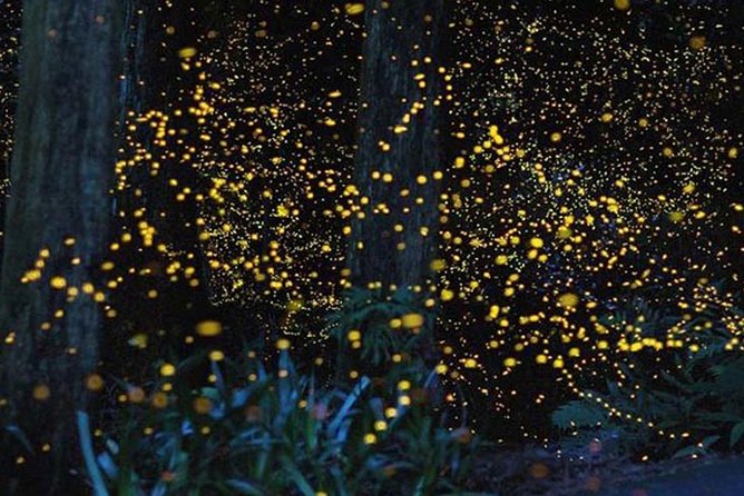 Twinkling Kuala Selangor Firefly Boat Tour from Kuala Lumpur - Sri Shakti Temple: quick views, limited opening times